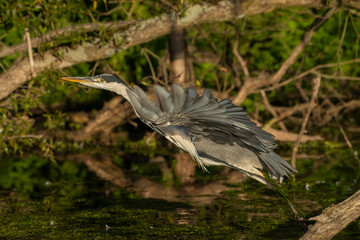 Heron