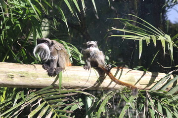 Par de Sagui Imperador do Zoológico de Pomerode olhando para a câmera.