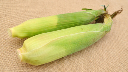 Ripe corn on a burlap background