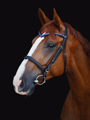 portrait of chestnut budyonny dressage horse in bridle with handmade browband isolated on black background