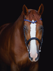 portrait of chestnut budyonny dressage horse in bridle with handmade browband isolated on black background