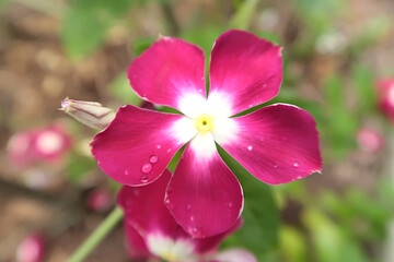A fresh blooming flower which has five pink petals with a bit white and a yellow little ring at center.