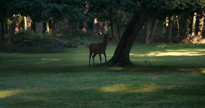 A deer gnaws a tree and looks around