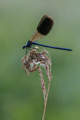 dragonfly on a branch