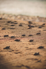 Turtle making its way to the ocean over golden brown sand on beach.