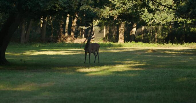 The red deer is eating leavs