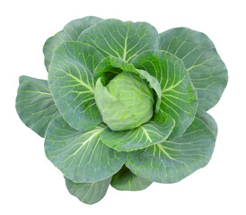 Obraz premium Cabbage isolated on white