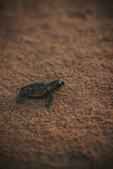 Turtle making its way to the ocean over golden brown sand on beach.