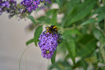 Nahaufnahme einer Hummel beim Bestäuben eines Sommerflieders