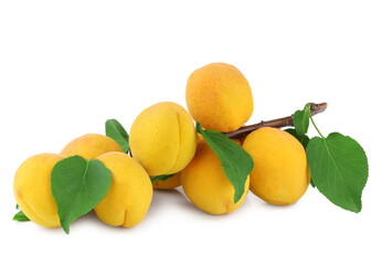A branch with apricots isolated on white background