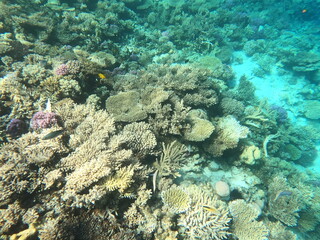 Reef with lots of colorful corals and lots of fish in clear blue water in the Red Sea near Hurgharda, Egypt
