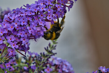Nahaufnahme einer Hummel beim Bestäuben eines Sommerflieders