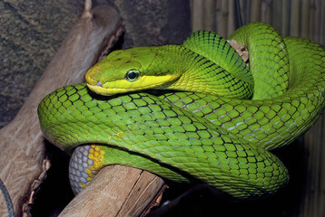 Fototapeta premium Green snake on the branch
