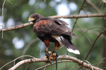 Wüstenbussard im Wald