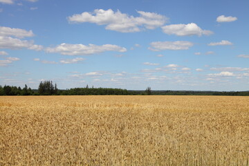 Yellow corn field with Golden ripe wheat ears on summer day against a blue sky with white clouds on the horizon, rural agriculture landscape cereals harvest, countryl life natural panoramic view