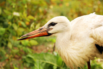 Stork in the garden. Ciconia. Big beautiful bird close up