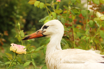 Stork in the garden. Ciconia. Big beautiful bird close up