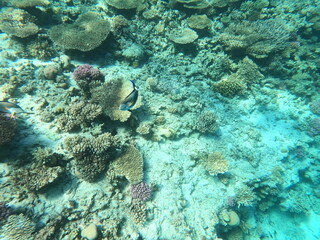 Reef with lots of colorful corals and lots of fish in clear blue water in the Red Sea near Hurgharda, Egypt