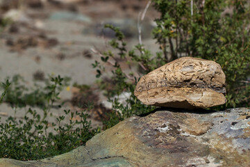 Unusual stone in the form of a dinosaur head. Nature photo on a summer day.