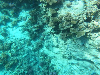 Reef with lots of colorful corals and lots of fish in clear blue water in the Red Sea near Hurgharda, Egypt