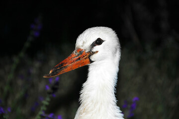 Bird at night. Stork in the garden. Ciconia. Big beautiful bird close up
