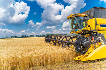 Agricultural concept. Ripe crop panorama. Cereal gathering. Heavy machinery. Blue sky above field.