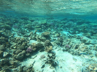 Reef with lots of colorful corals and lots of fish in clear blue water in the Red Sea near Hurgharda, Egypt