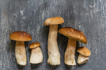 Raw harvest wild porcini mushrooms. Organic fresh boletus background on a grey wooden table. Selective focus with natural light, copy space, flat lay.