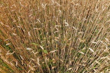 Golden ripe wheat ears top view in perspective, natural agricultural texture for background