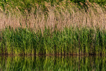 Schilf spiegelt sich auf Wasseroberfläche, Deutschland, Europa