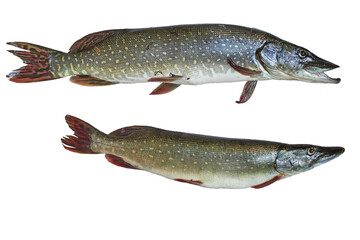 two fresh alive pike fishes isolated on white background