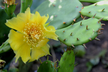 Yellow flower on a cactus plant
