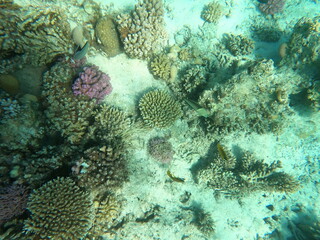 Reef with lots of colorful corals and lots of fish in clear blue water in the Red Sea near Hurgharda, Egypt