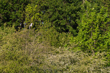 Ein Graureiher (Ardea cinera) sitzt im Baum, Deutschland, Europa