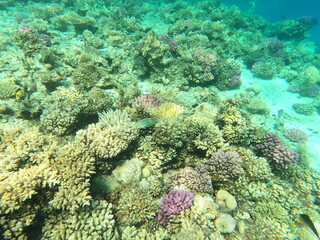 Naklejka na ściany i meble Reef with lots of colorful corals and many fishes, Thalassoma rueppellii in the clear blue water of the Red Sea near Hurgharda, Egypt
