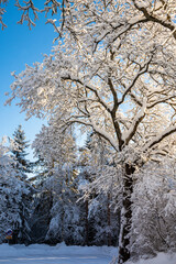 Beautiful winter view of the snowy trees in Hvittrask, Kirkkonummi, Finland