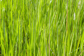 Fototapeta na wymiar close up photography of green grass.