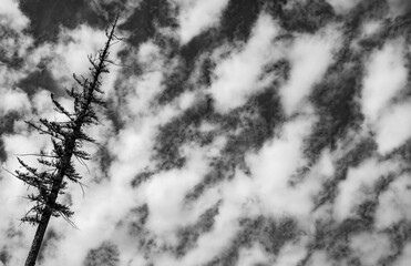 black and white forest