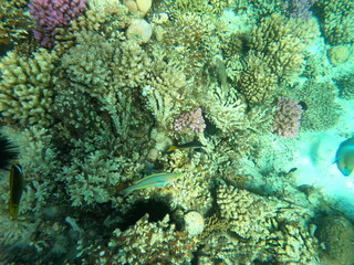 Reef with lots of colorful corals and lots of fish in clear blue water in the Red Sea near Hurgharda, Egypt