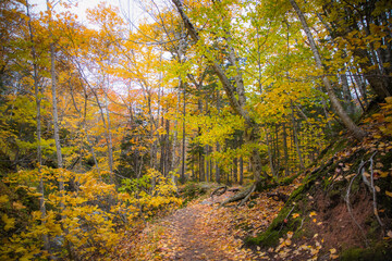 Romantic pathway filled with autumn fall foliage colors inside Cape Breton National Park. Franey Mountain Trail. Autumn colors of Cape Breton, Nova Scotia