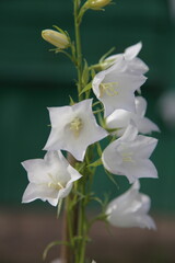 Beautiful fresh blooming white bell floweer close up, European wild flowers