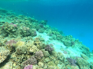 Reef with lots of colorful corals and lots of fish in clear blue water in the Red Sea near Hurgharda, Egypt