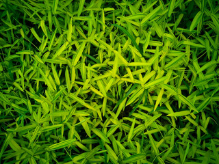 Green and yellow leaves of bamboo grass background image