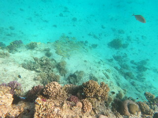 Reef with lots of colorful corals and lots of fish in clear blue water in the Red Sea near Hurgharda, Egypt