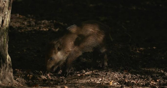 The young boar is looking for food in the forest litter