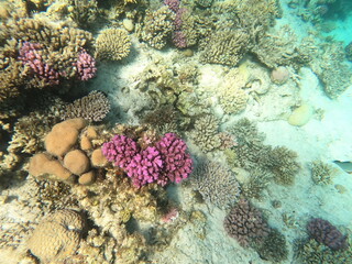 Reef with lots of colorful corals and lots of fish in clear blue water in the Red Sea near Hurgharda, Egypt