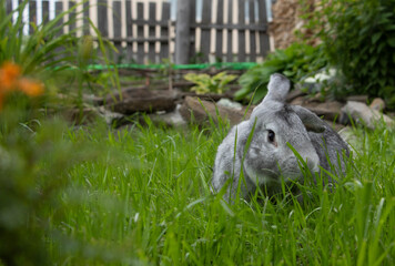 A grey rabbit lies among the grass and flowers in the garden