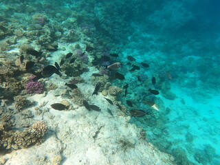 Reef with lots of colorful corals and lots of fish in clear blue water in the Red Sea near Hurgharda, Egypt