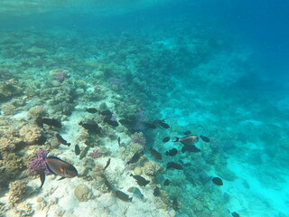 Reef with lots of colorful corals and lots of fish in clear blue water in the Red Sea near Hurgharda, Egypt