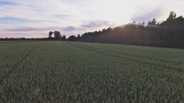 Grain Agricultural Culture Field Near The Forest At Sunset. Aerial Low Dolly-In